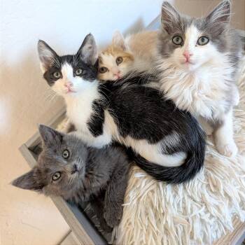 Domestic Short Hair Cats Available for Adoption in Pleasant Hill, California - A1047625 Barney | PetCurious