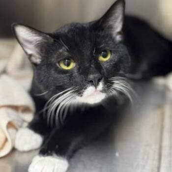 Domestic Short Hair Cats Available for Adoption - Twilight | PetCurious