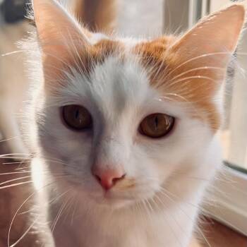 Crema -  Domestic Medium Hair Cat for Adoption in York, Pennsylvania - Crema | PetCurious