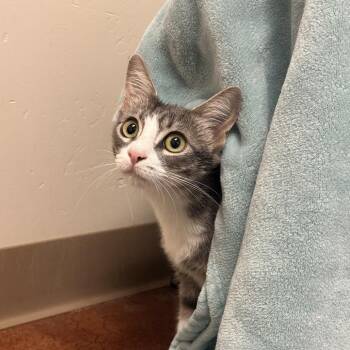Domestic Short Hair Cats Available for Adoption in Goleta, California - Luna | PetCurious