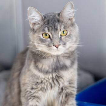 Puff Ball -  Domestic Medium Hair Cat for Adoption in Wilmington, Delaware - Puff Ball | PetCurious
