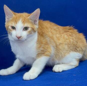 Carter -  Domestic Medium Hair Cat for Adoption in Ruston, Louisiana - Carter | PetCurious