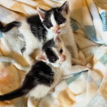 Rescue Domestic Short Hair Cats for Adoption in Jupiter, Florida - Udon | PetCurious