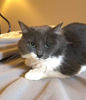 Domestic Medium Hair Cats Available for Adoption - Stormy | PetCurious