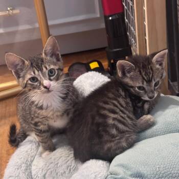 Phoenix -  Domestic Short Hair Cat Available for Adoption in Jupiter, Florida - Phoenix | PetCurious