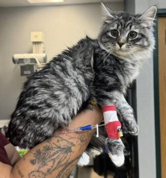 Mabel -  Domestic Long Hair Cat for Adoption in Denver, Colorado - Mabel | PetCurious