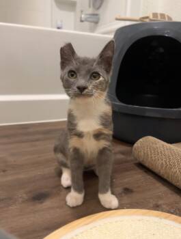 Rescue Domestic Short Hair Cats for Adoption in San Jose, California - Nala | PetCurious