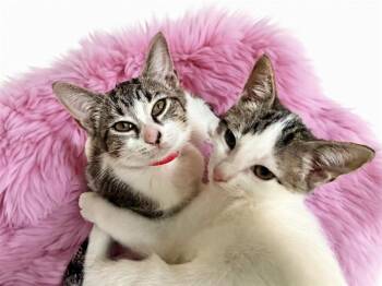 STRETCH -  Domestic Short Hair Cat for Adoption in Fort Lauderdale, Florida - STRETCH | PetCurious