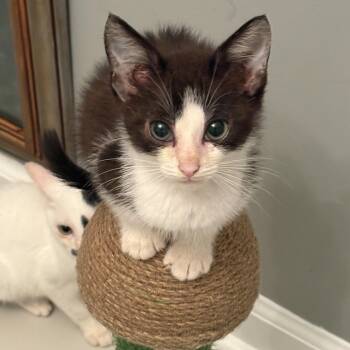 Rescue Domestic Short Hair Cats for Adoption in Hickory, North Carolina - Buster Brown | PetCurious