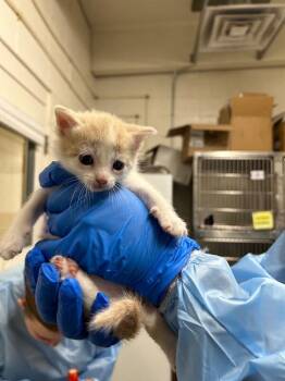 Domestic Short Hair Cats Available for Adoption in Fruit Heights, Utah - Confetti | PetCurious