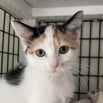 Candy from HR -  Domestic Short Hair Cat for Adoption in Chicago, Illinois - Candy From HR | PetCurious