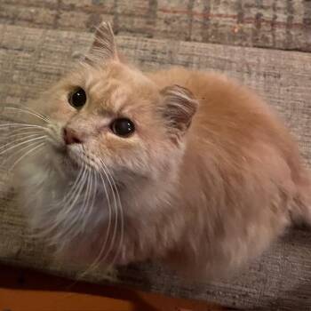 Domestic Long Hair Cats Available for Adoption - Creamy | PetCurious