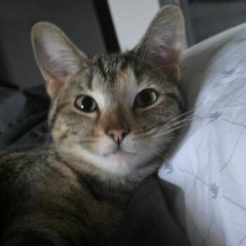 Nala -  Domestic Short Hair Cat for Adoption in Chicago, Illinois - Nala | PetCurious