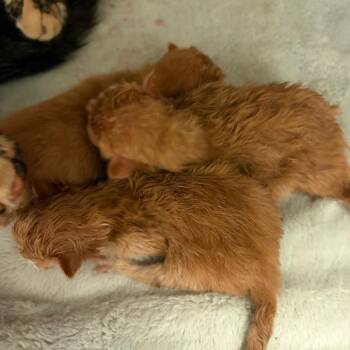 Domestic Short Hair Cats Available for Adoption in Greensboro, Georgia - Beaker | PetCurious