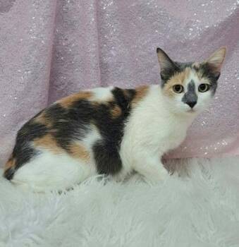 Domestic Short Hair Cats Available for Adoption - Juliette | PetCurious