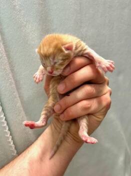 American Shorthair Cats Available for Adoption in Muskegon, Michigan - Mr. Mustard | PetCurious