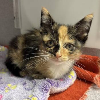 Isadora -  Domestic Short Hair Cat for Adoption in Marshalltown, Iowa - Isadora | PetCurious