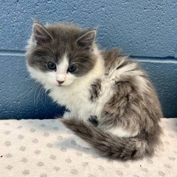 Lilly -  Domestic Long Hair Cat Available for Adoption in Bristol, Indiana - Lilly | PetCurious