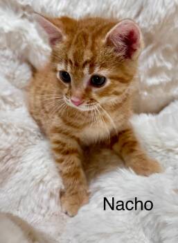 Nacho -  Domestic Short Hair Cat for Adoption in South Elgin, Illinois - Nacho | PetCurious