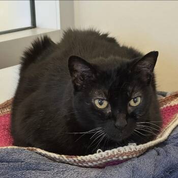 Domestic Short Hair Cats Available for Adoption in Burlingame, California - Queen Bob-Omb | PetCurious