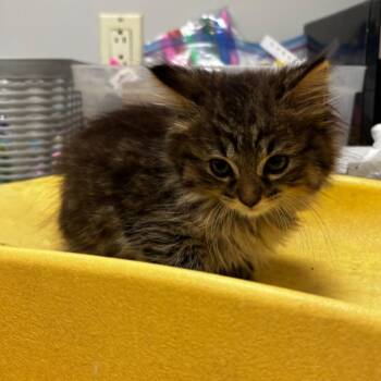 Moose -  Domestic Long Hair Cat for Adoption in Pawling, New York - Moose | PetCurious