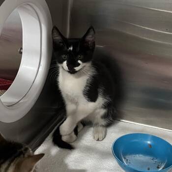 Oreo -  Domestic Medium Hair Cat for Adoption in Richmond Hill, Georgia - Oreo | PetCurious