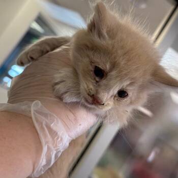 Rescue Domestic Short Hair Cats for Adoption in Columbus, Georgia - Patrick Wilson | PetCurious