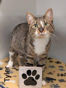 Tyler -  Domestic Short Hair Cat for Adoption in Flint, Michigan - Tyler | PetCurious