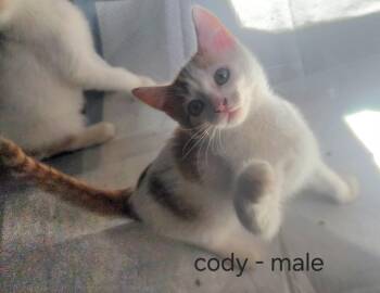 Cody -  American Shorthair Cat for Adoption in Hagaman, New York - Cody | PetCurious