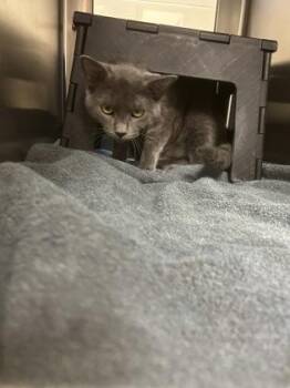 Dr. Frank-N-Furter -  Domestic Short Hair Cat for Adoption in Wichita, Kansas - Dr. Frank-N-Furter | PetCurious