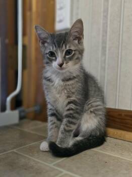 Ian -  Domestic Short Hair and Tabby Cat for Adoption in Mechanicsburg, Pennsylvania - Ian | PetCurious
