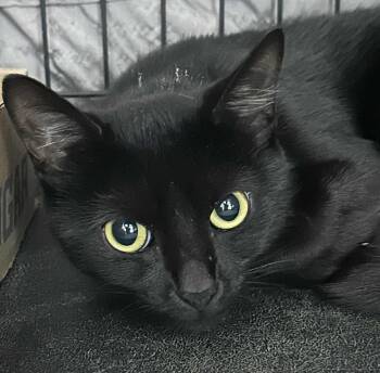 Rescue Domestic Short Hair Cats for Adoption in Westfield, Massachusetts - Nibbs | PetCurious