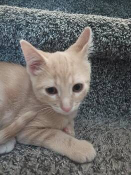 Arlo -  Domestic Short Hair Cat for Adoption in Ogden, Utah - Arlo | PetCurious