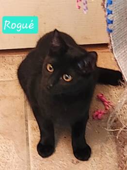 Domestic Short Hair Cats Available for Adoption - Rogue | PetCurious