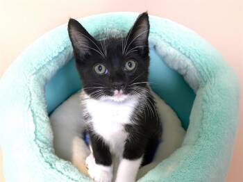 Domestic Long Hair Cats Available for Adoption in Fort Lauderdale, Florida - LUTHEN | PetCurious