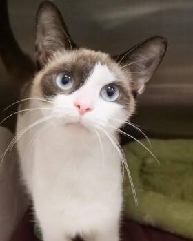 Meg -  Domestic Short Hair and Siamese Cat for Adoption in Fishers, Indiana - Meg | PetCurious