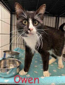 Domestic Short Hair Cats Available for Adoption in Burlington, Iowa - Owen | PetCurious