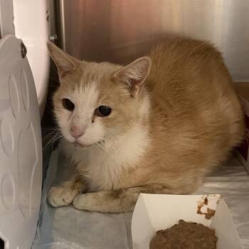 Domestic Medium Hair Cats Available for Adoption - Buddy | PetCurious