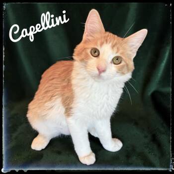 Capellini -  Domestic Medium Hair Cat for Adoption in El Cajon, California - Capellini | PetCurious