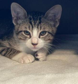 Tommy Boy -  Tabby Cat for Adoption in San Antonio, Texas - Tommy Boy | PetCurious
