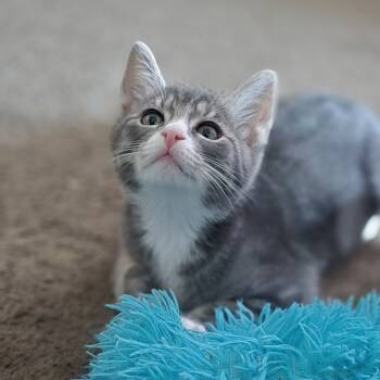 Rescue American Shorthair Cats for Adoption in Reisterstown, Maryland - Dilbert (paired With Gizmo) | PetCurious