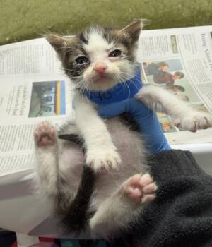 NOODLE -  Domestic Short Hair Cat for Adoption in Riverside, California - NOODLE | PetCurious
