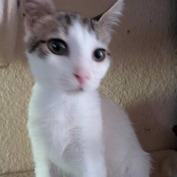 Max -  Domestic Short Hair Cat for Adoption in League City, Texas - Max | PetCurious