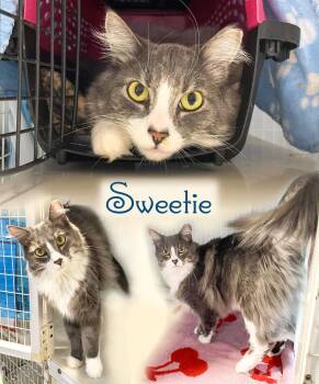Domestic Long Hair Cats Available for Adoption - SWEETIE | PetCurious