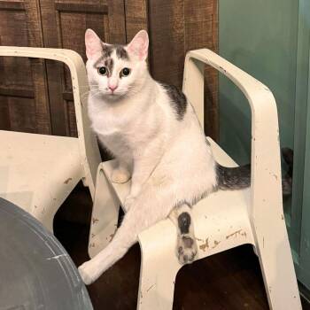 Domestic Short Hair Cats Available for Adoption - Tyrian | PetCurious