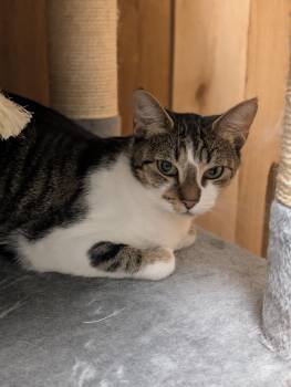 Domestic Short Hair Cats Available for Adoption in Spokane Valley, Washington - Penelope | PetCurious
