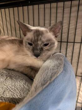 Lily -  Siamese and Tabby Cat for Adoption in Hamilton, Ontario - Lily | PetCurious