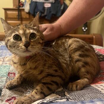 Faith -  Bengal Cat for Adoption in Hartford, Kentucky - Faith | PetCurious