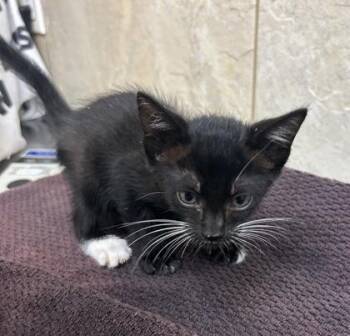 Cece -  Domestic Short Hair Cat for Adoption in Honolulu, Hawaii - Cece | PetCurious