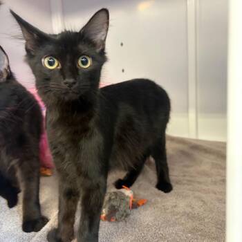 Frog -  Domestic Medium Hair Cat for Adoption in Sarasota, Florida - Frog | PetCurious